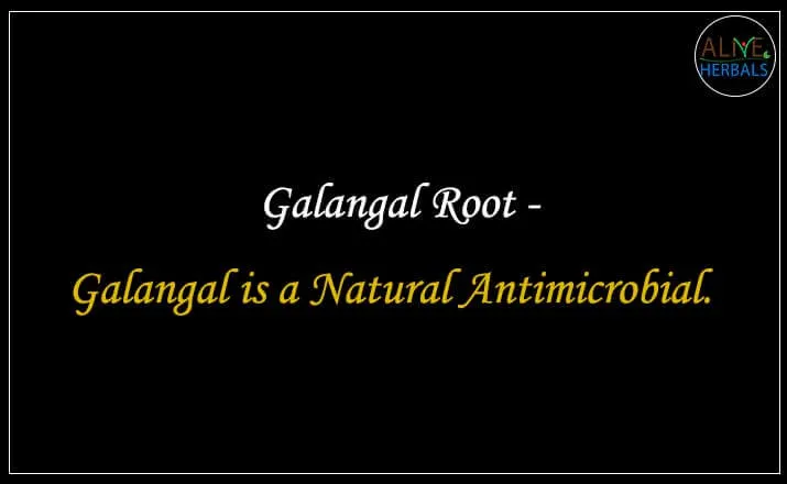 Galangal Root