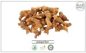 Galangal Root