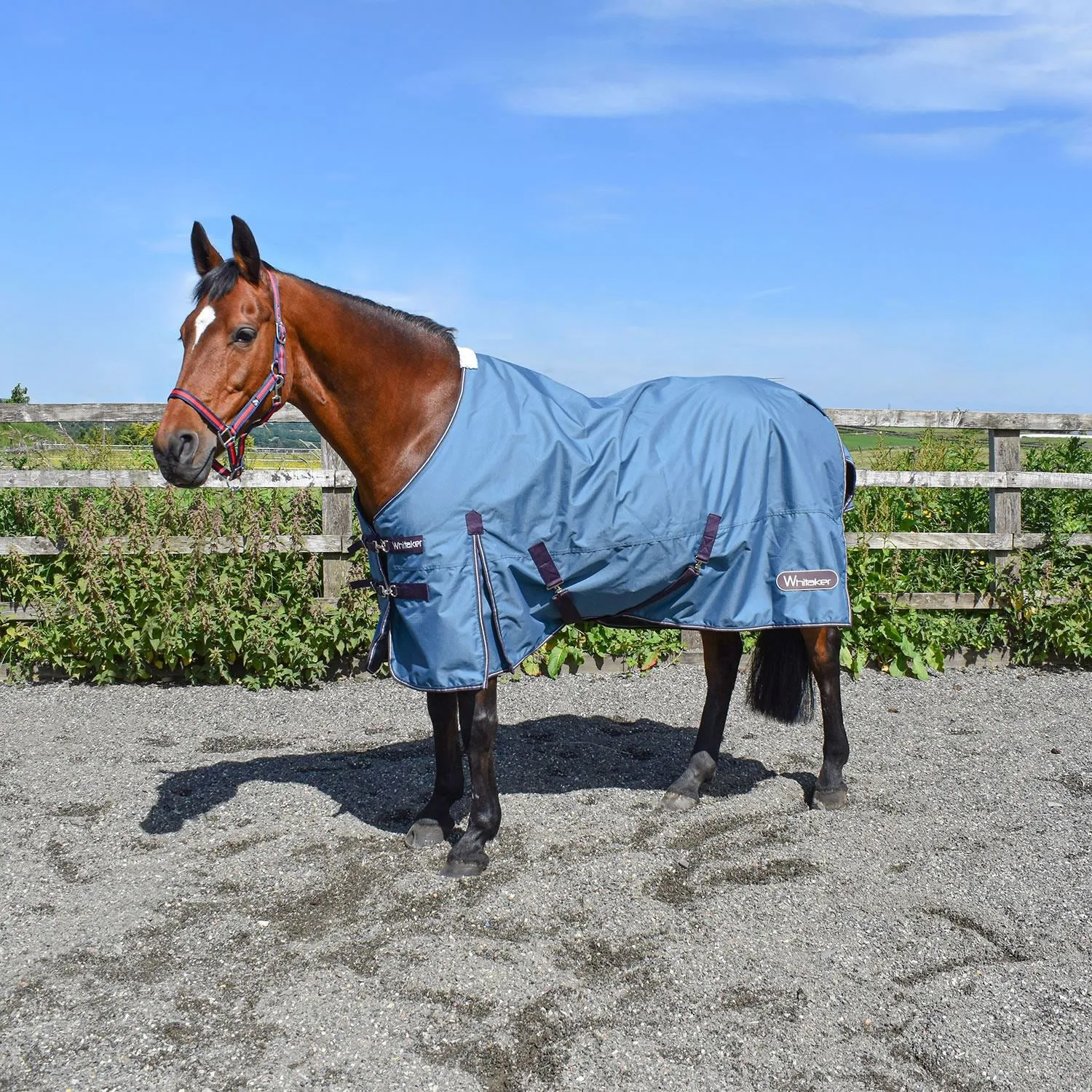 Whitaker Lupin Turnout Rug 100Gm